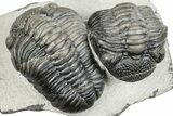 Pedinopariops Trilobite With Partial - Mrakib, Morocco #287719-5